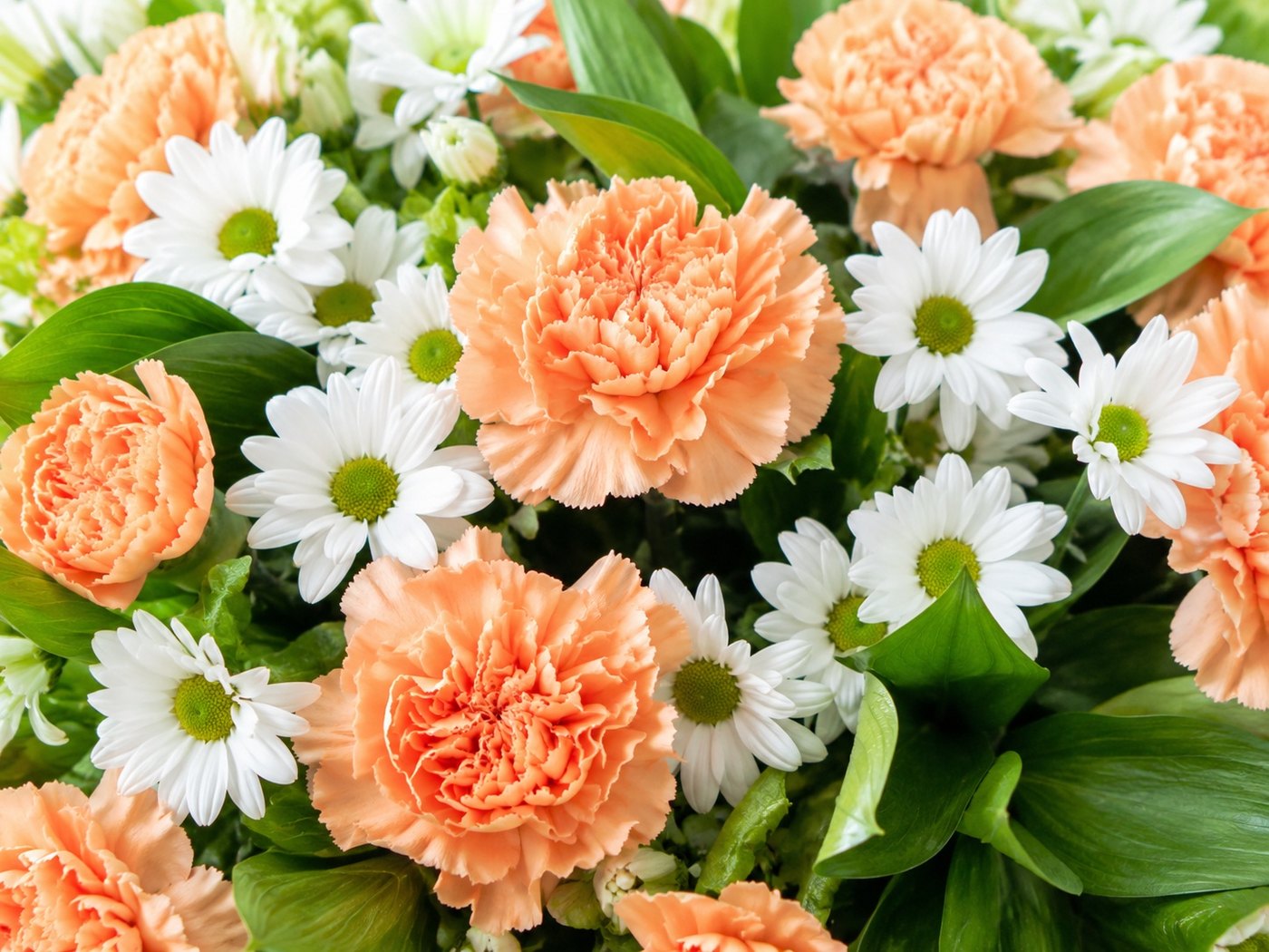 Nahaufnahme apricotfarbener Nelken und weißer Margeriten